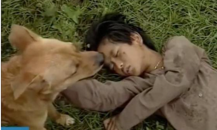 Sau khi ‘Cậu Vàng’ bị ném đá vì casting chó Shiba, diễn xuất lấy nước mắt của chú chó ta trong ‘Đất Phương Nam’ bất ngờ gây sốt trở lại