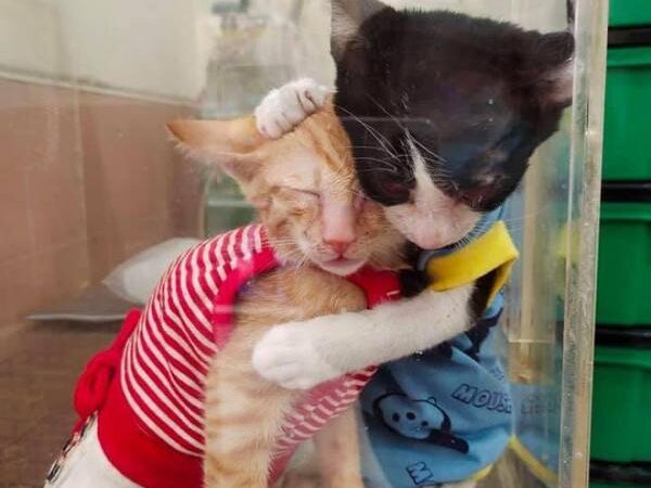 Hai chú mèo hoang ôm nhau trong phòng khám khiến ai ai cũng cảm động