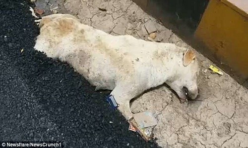 Chú chó chết thảm vì bị vùi nửa thân mình trong lớp đường nhựa