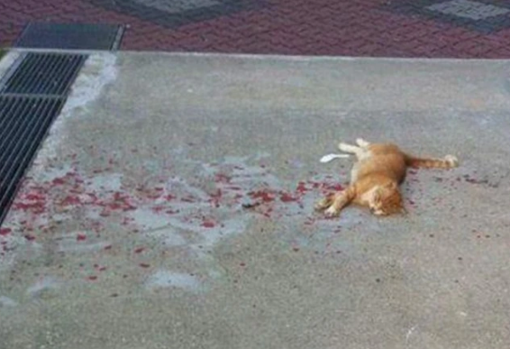 Chú mèo nằm bất động trên vũng máu, tiến lại gần liền thót tim khi chứng kiến cảnh tượng này